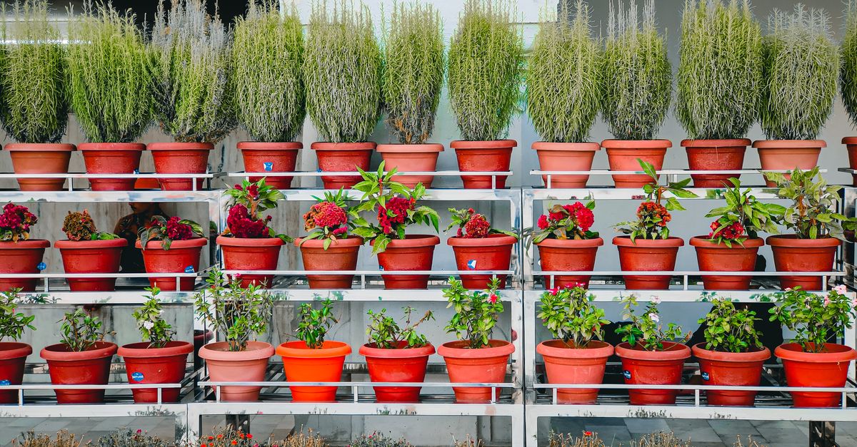 Aromatiques en pots