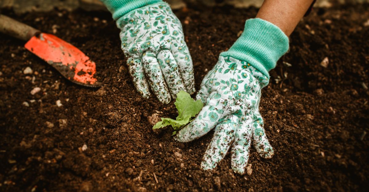Travail au potager, outils à la main